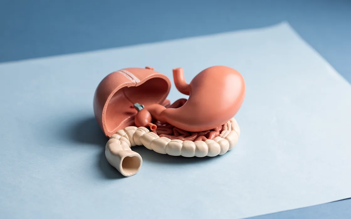An opened anatomical stomach model beside its curved duodenal segment