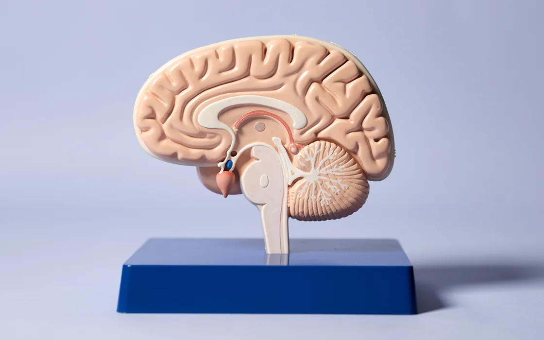 A sagittal brain teaching model showing the pituitary beneath the hypothalamus