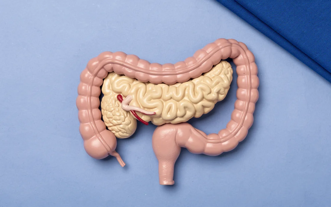 A pale anatomical pancreas and duodenal loop resting on a blue examination surface